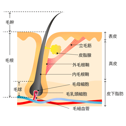 頭皮